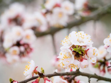 Bir dalda kayısı ağacının beyaz çiçekler