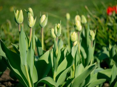 Bahçede çiçek yatakta bir Tulip başlangıç yaprakları çiçek tomurcukları için genç yeşil sürgünler büyüdü.