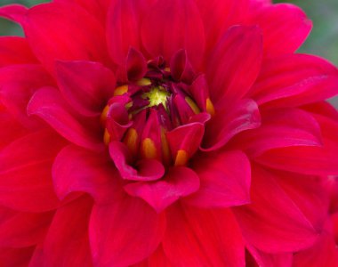 Kırmızı Yıldız çiçeği çiçek yakın çekim 