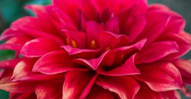 Kırmızı Yıldız çiçeği çiçek closeup bir parkta