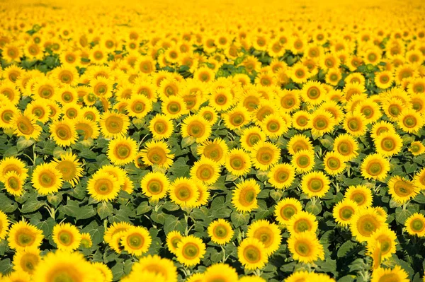 Foto Hermosos Girasoles Colores Brillantes — Foto de Stock