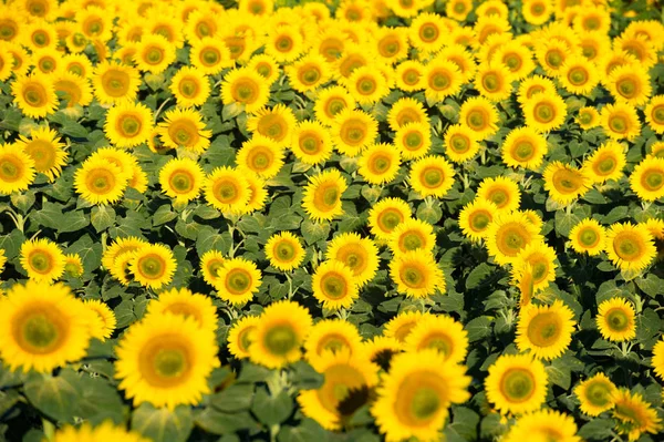 Kwitnienie Duży Słonecznik Słoneczniki — Zdjęcie stockowe