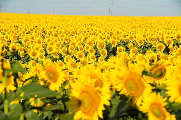 Sunflower Fields Clear Sky — Stock Photo, Image