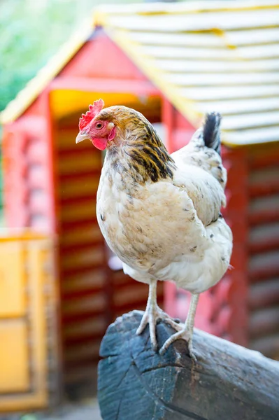 White Rooster Hen House — Stock Photo, Image