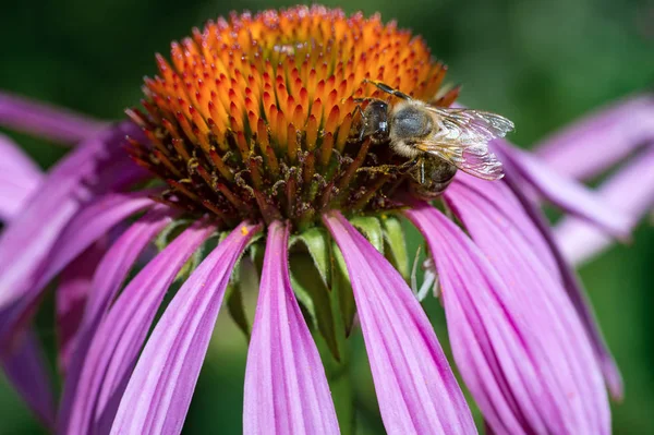 pink flower with honey bee