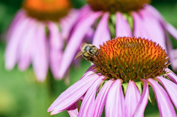 Purpurowe Kwiecie Echinacei Miód Pszczoła — Zdjęcie stockowe