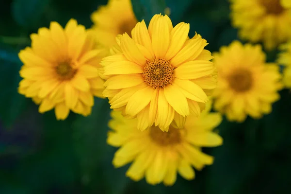 Zbliżenie Żółty Stokrotka Kwiat — Zdjęcie stockowe