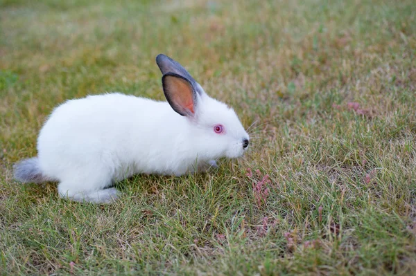 white little rabbit with red eyes and black nose playing outdoors