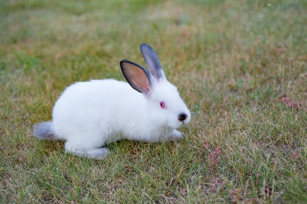 Fluffy White Little Rabbit Red Eyes Black Nose Green Grass — Stock Photo, Image