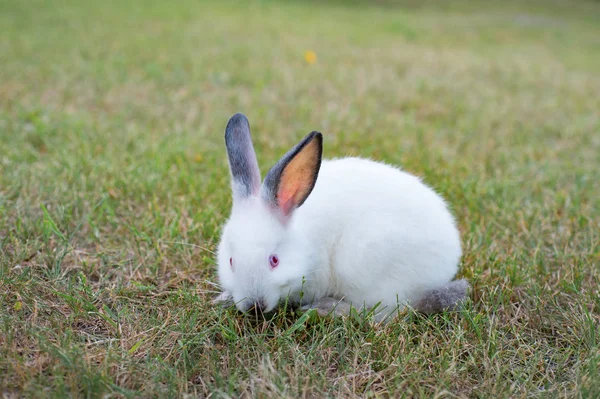 Funny Grazing White Little Rabbit Grass Garden — Stock Photo, Image