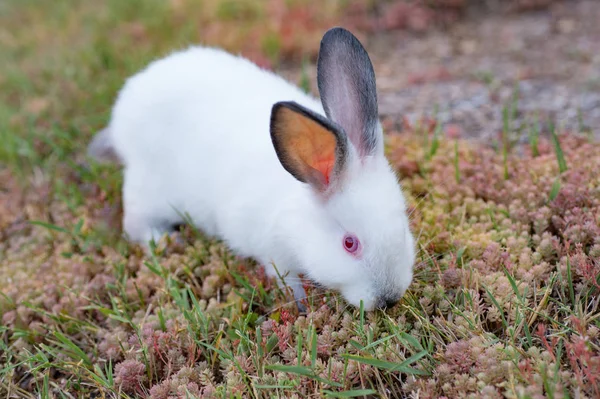 Weidendes Weißes Kaninchen Mit Roten Augen Frisst Gras Garten — Stockfoto