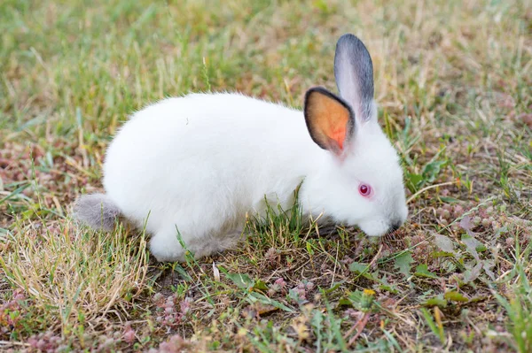Beyaz Otlatma Tavşan — Stok fotoğraf