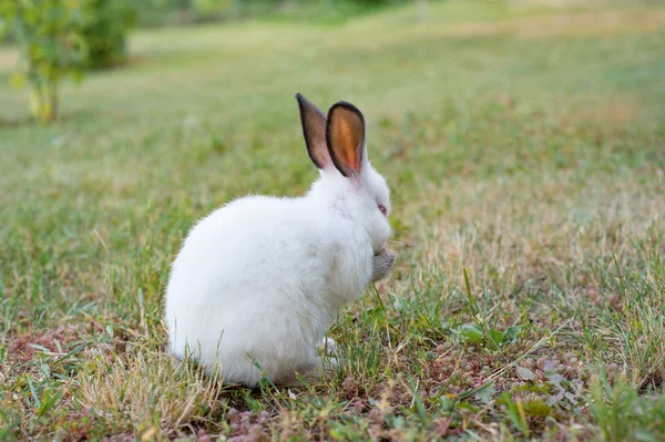 Piccolo Coniglio Bianco Con Orecchie Grigie Che Mangiano Erba Giardino — Foto Stock