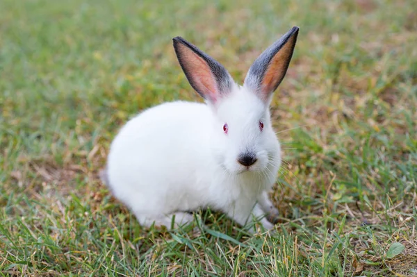 Забавный Маленький Белый Кролик Ест Траву Саду — стоковое фото
