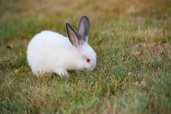 Liten Fluffig Vit Kanin Med Röda Ögon Och Svarta Öron — Stockfoto