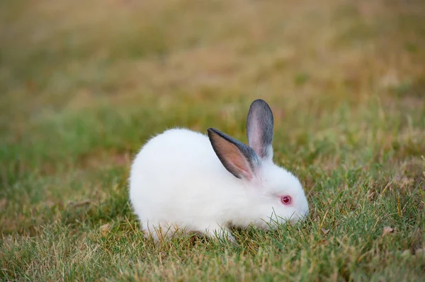 Cute Little Fluffy Rabbit Red Eyes Black Ears Green Grass — Stock Photo, Image