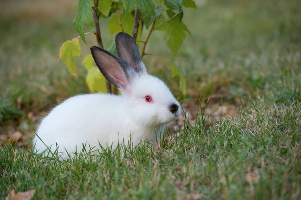 Cute Little Fluffy White Rabbit Red Eyes Black Ears Next — Stock Photo, Image