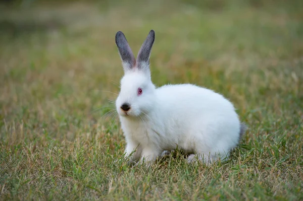 Tiny Fluffy White Rabbit Black Nose Green Grass Background — Stock Photo, Image