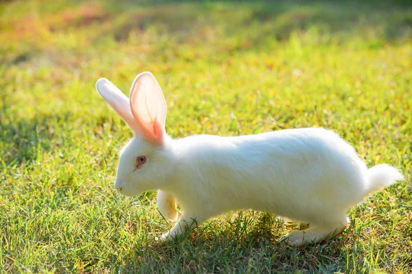 Lapin Blanc Sur Une Prairie — Photo