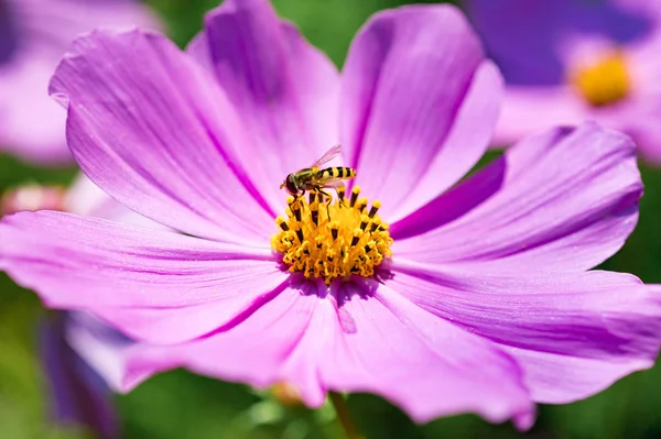 Closeup Cosmos Flower Bees Garden — Stock Photo, Image