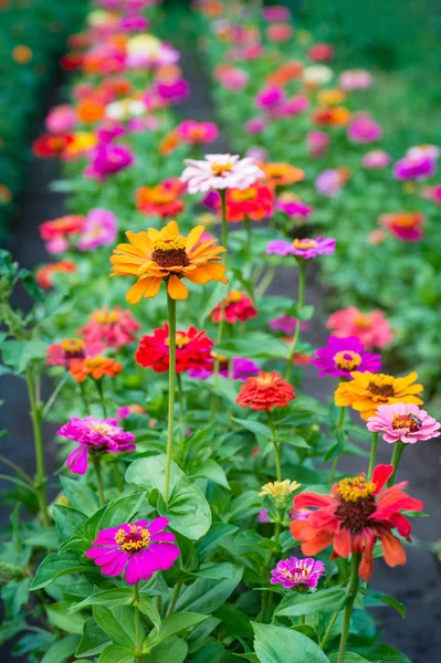 Line Beautiful Zinnia Flowers Nature Background — Stock Photo, Image