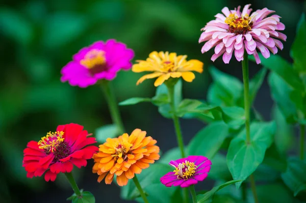 Belles Fleurs Zinnia Poussant Dans Jardin Concept Nature — Photo