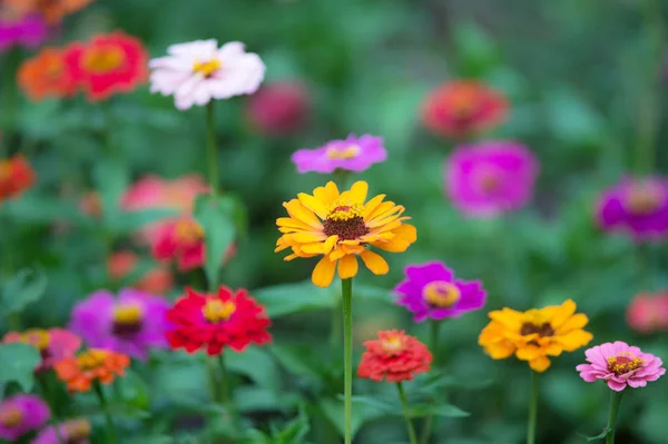 Belles Fleurs Colorées Poussant Dans Jardin Avec Zinnia Fleurs Jaunes — Photo