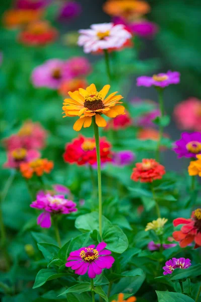Colorful Zinnia Flowers Growing Garden Warm Sunny Day — Stock Photo, Image