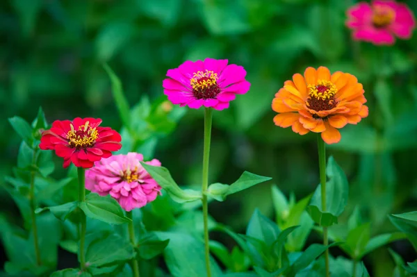 Fleurs Zinnia Orange Rose Rouge Poussant Dans Jardin — Photo