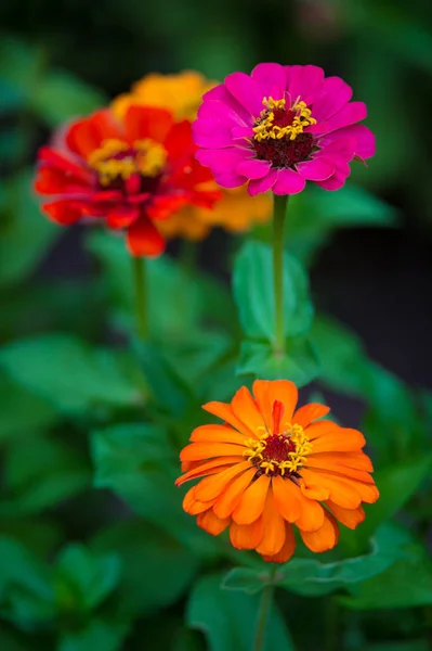 Fleurs Zinnia Rouge Orange Rose Aux Feuilles Vertes Juteuses Concentration — Photo