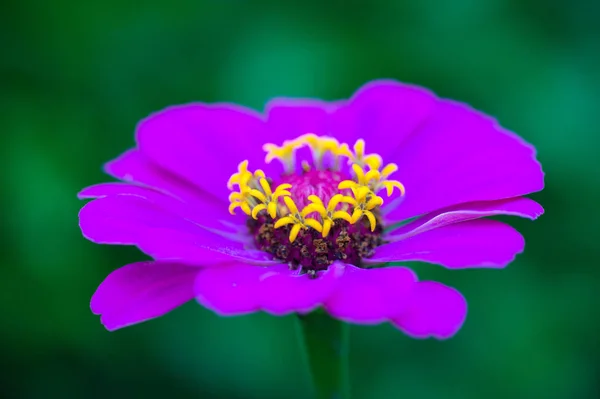 Primer Plano Una Hermosa Flor Zinnia Púrpura — Foto de Stock