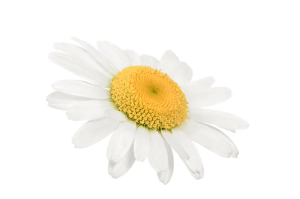 White Isolated Chamomile Flower — Stock Photo, Image