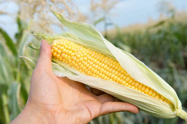 Farmer Hand Met Verse Biologische Maïs Achtergrond Wazig Van Een — Stockfoto