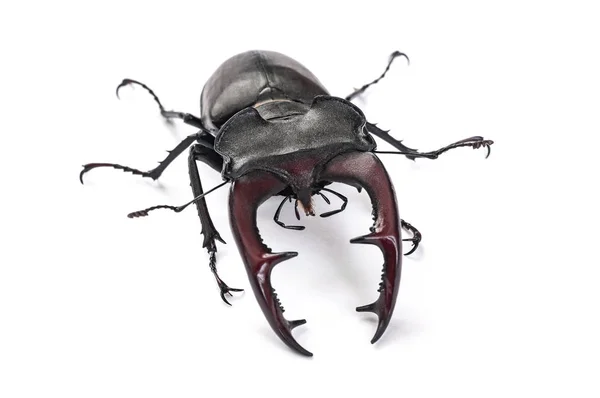 Close View Bug Lucanus Cervus Isolated White Background — Stock Photo, Image