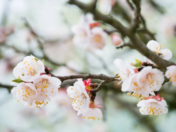 Blossoming Apricot Tree Spring Time White Beautiful Flowers Macro Image — Stock Photo, Image