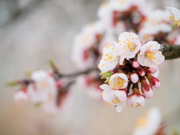 Flowers Apricot Tree Spring Fell Out Unexpectedly Last Snow — Stock Photo, Image