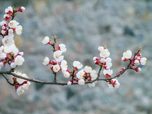 Branch Apricot Flowers Gray Background — Stock Photo, Image