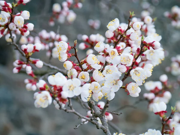 Apricot Tree Blooms Spring Day White Flowers Branch Leaves Closeup — Stock Photo, Image