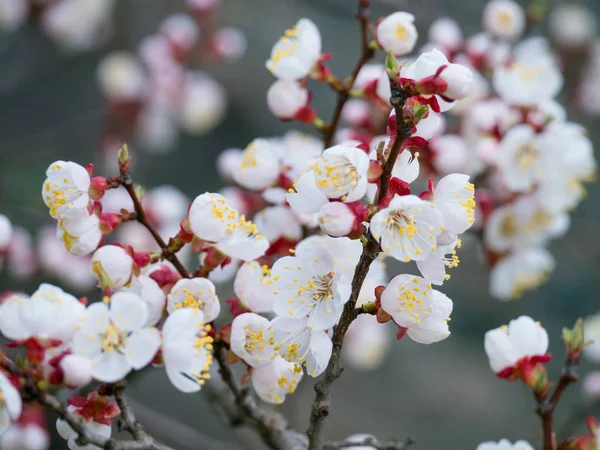 Cluster Pink Flowers Apricot Tree Blue Sky — Stock Photo, Image