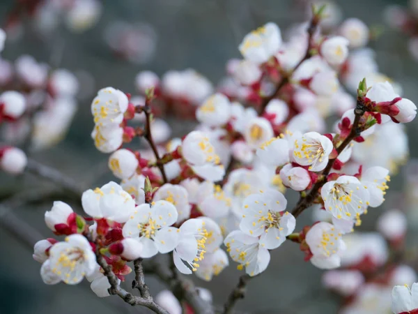 White Spring Flowers Spring Blossoming Apricot Tree Spring Blossoming Apricot — Stock Photo, Image