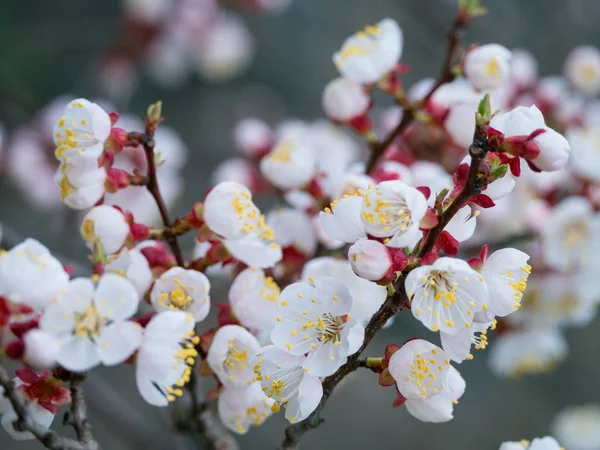 Біла Квітка Абрикосового Дерева Розмитим Сірим Тлом Горизонтальний Макровид — стокове фото