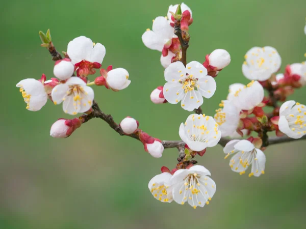 Ramo Árvore Damasco Florescendo Com Flores Brancas — Fotografia de Stock