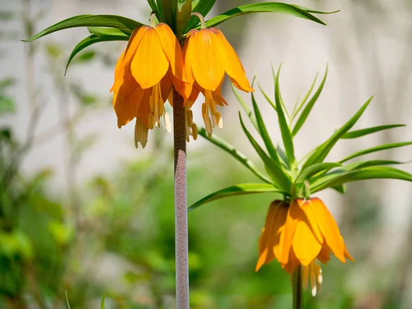 Kwiaty Pomarańczowe Imperial Fritillaria Imperialis — Zdjęcie stockowe