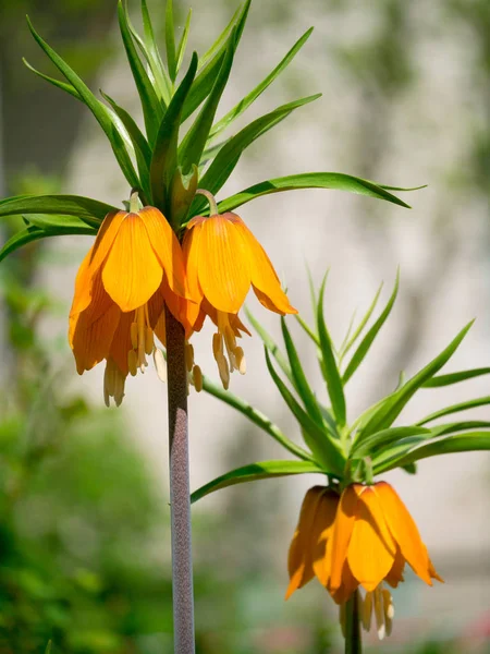 Bloem Van Prachtige Oranje Kroon Imperial Fritillaria Imperialis — Stockfoto
