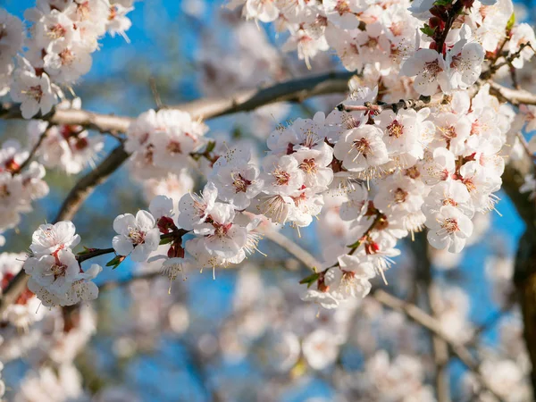 The apricot blossoms. Gentle flowers of an apricot are against the background of the blue sky