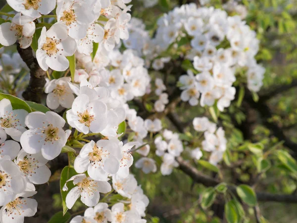 Spring Blossoms Apple Tree Flowers Garden — Stock Photo, Image