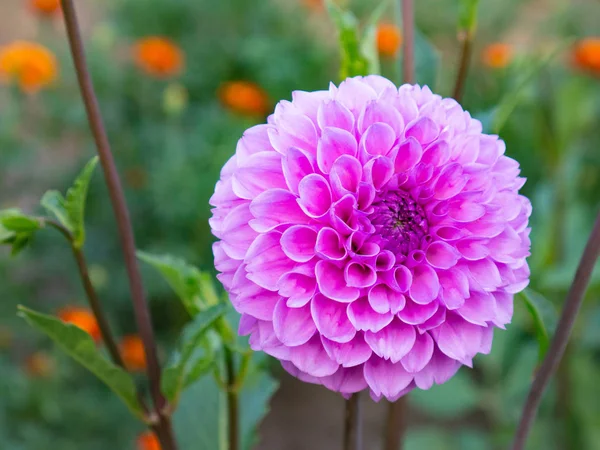 Close-up of a beautiful pink Dahlia flower growing in the garden.