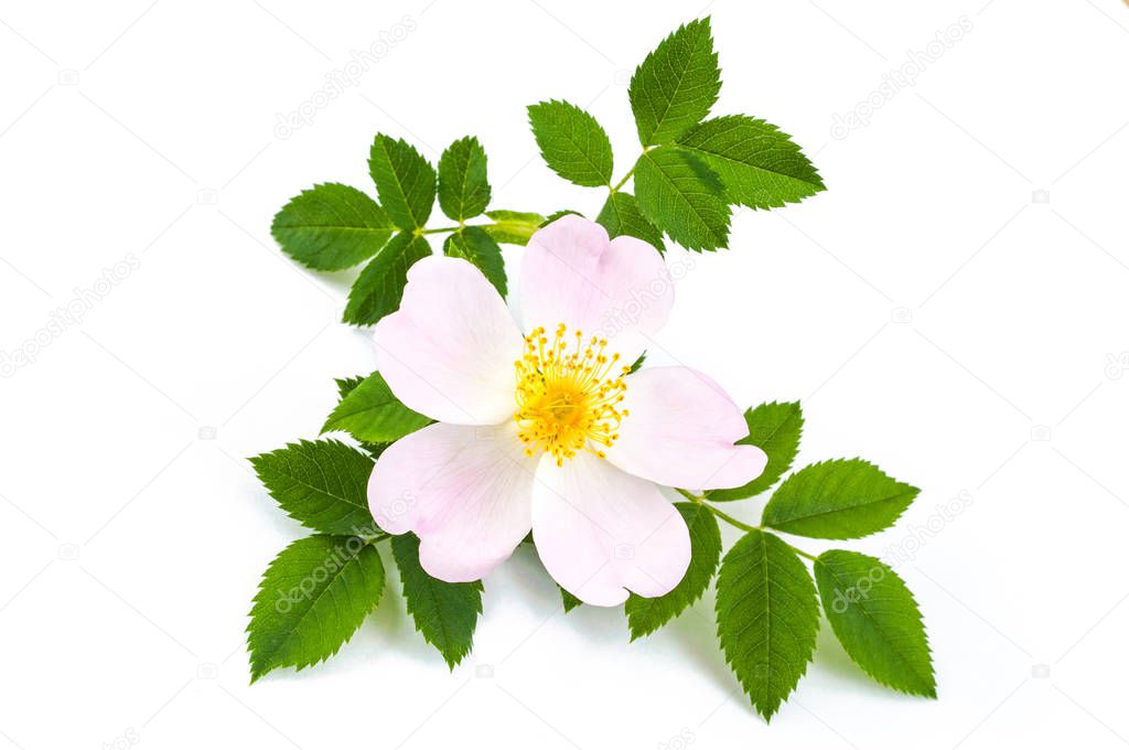 Pink wild rose, dog rose flowers with green leaves. On white background