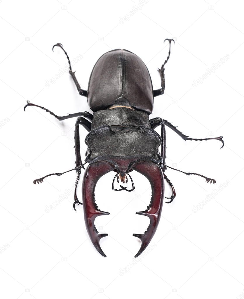 Closeup view of male bug (Lucanus cervus) isolated