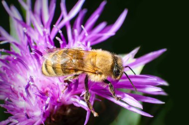 thistle bahar üzerinde arı